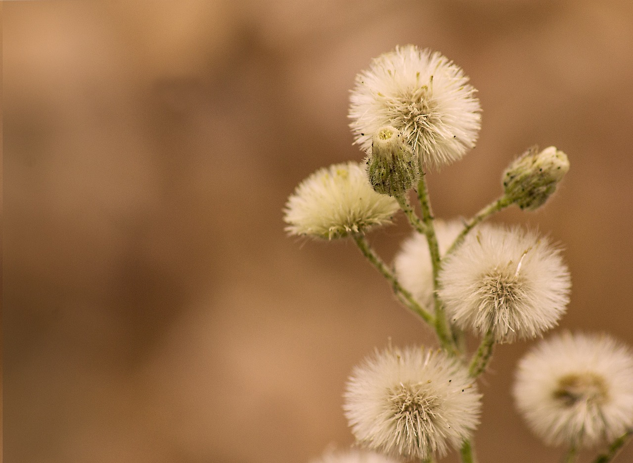 white flowers background free photo