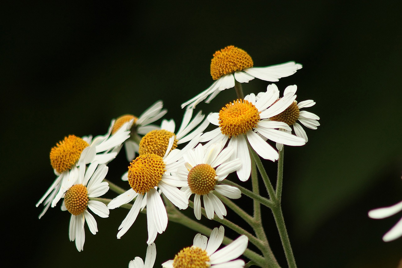 white flowers background free photo