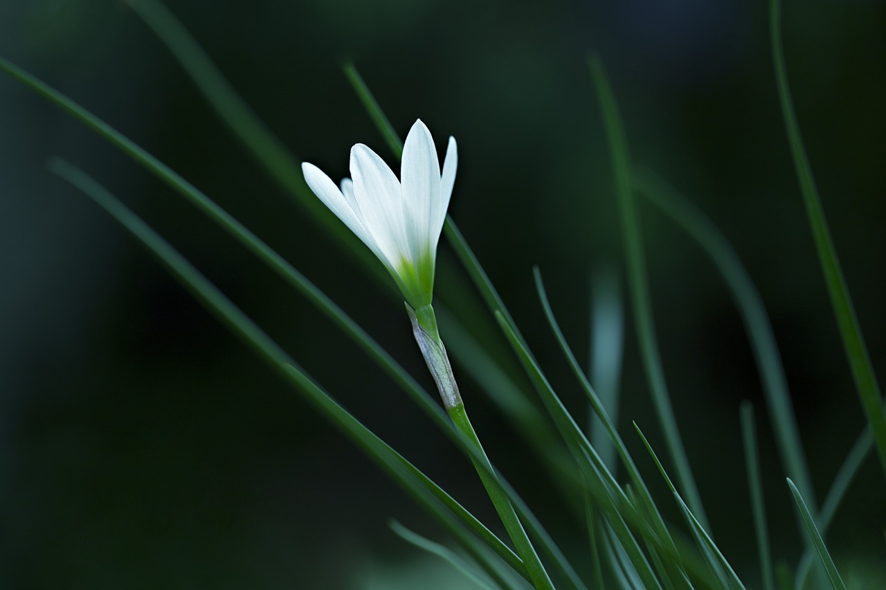 rain-lily atamasco lily white free photo