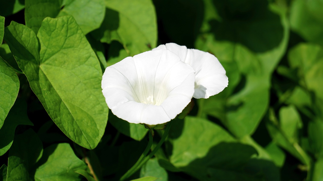 white flower nature free photo