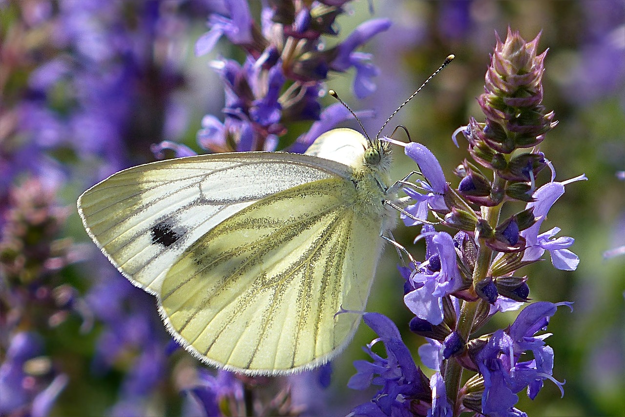 white pieris rapae butterfly free photo