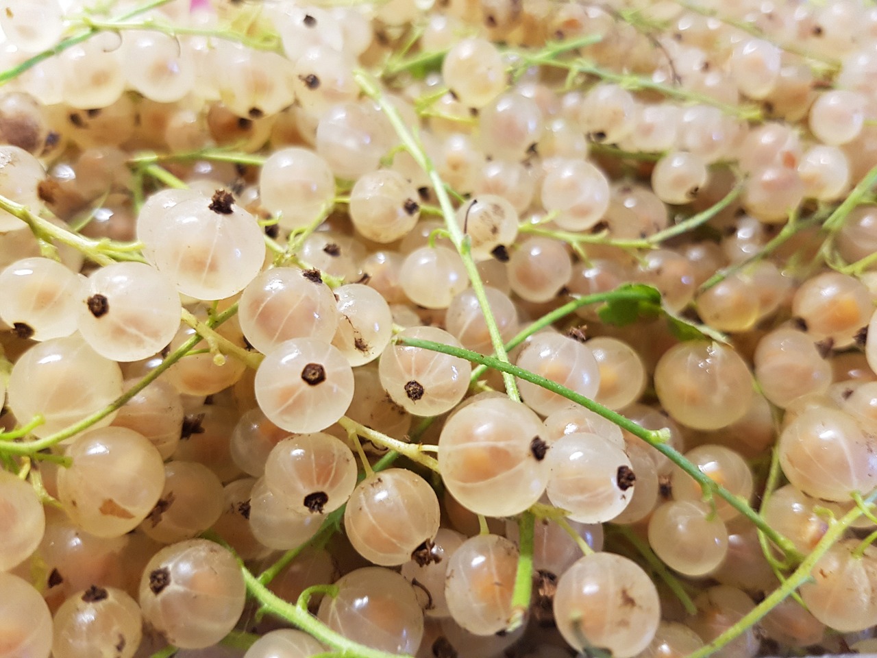 white currant berry free photo