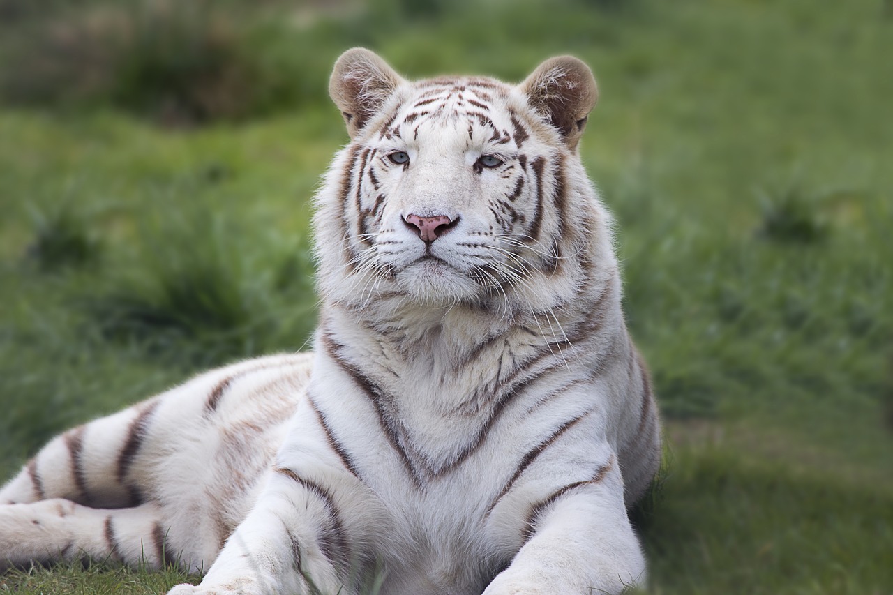 white bengal tiger free photo