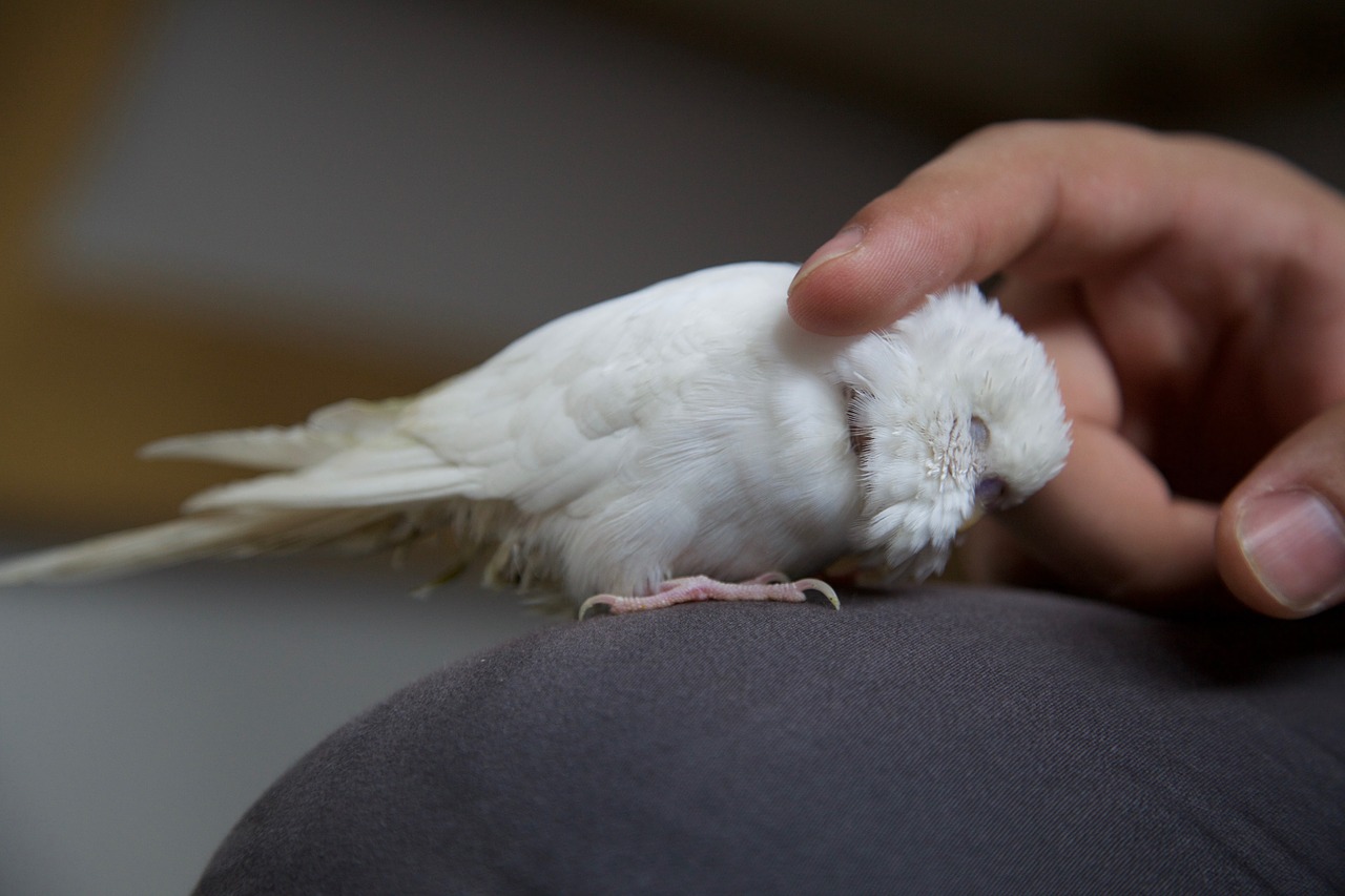 hand stroking parrot pet free photo