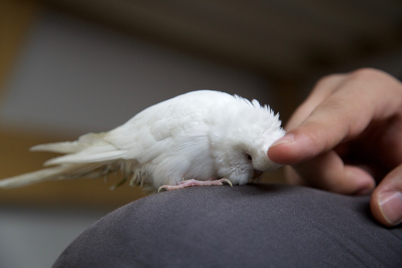 hand stroking parrot pet free photo