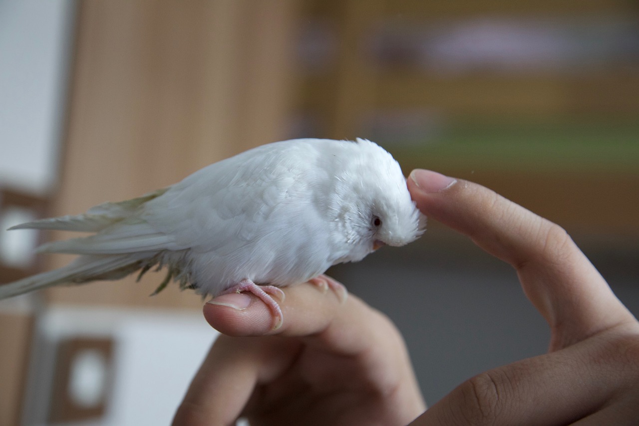 hand stroking parrot pet free photo