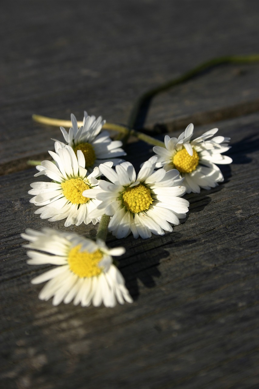 white flowers daisy free photo