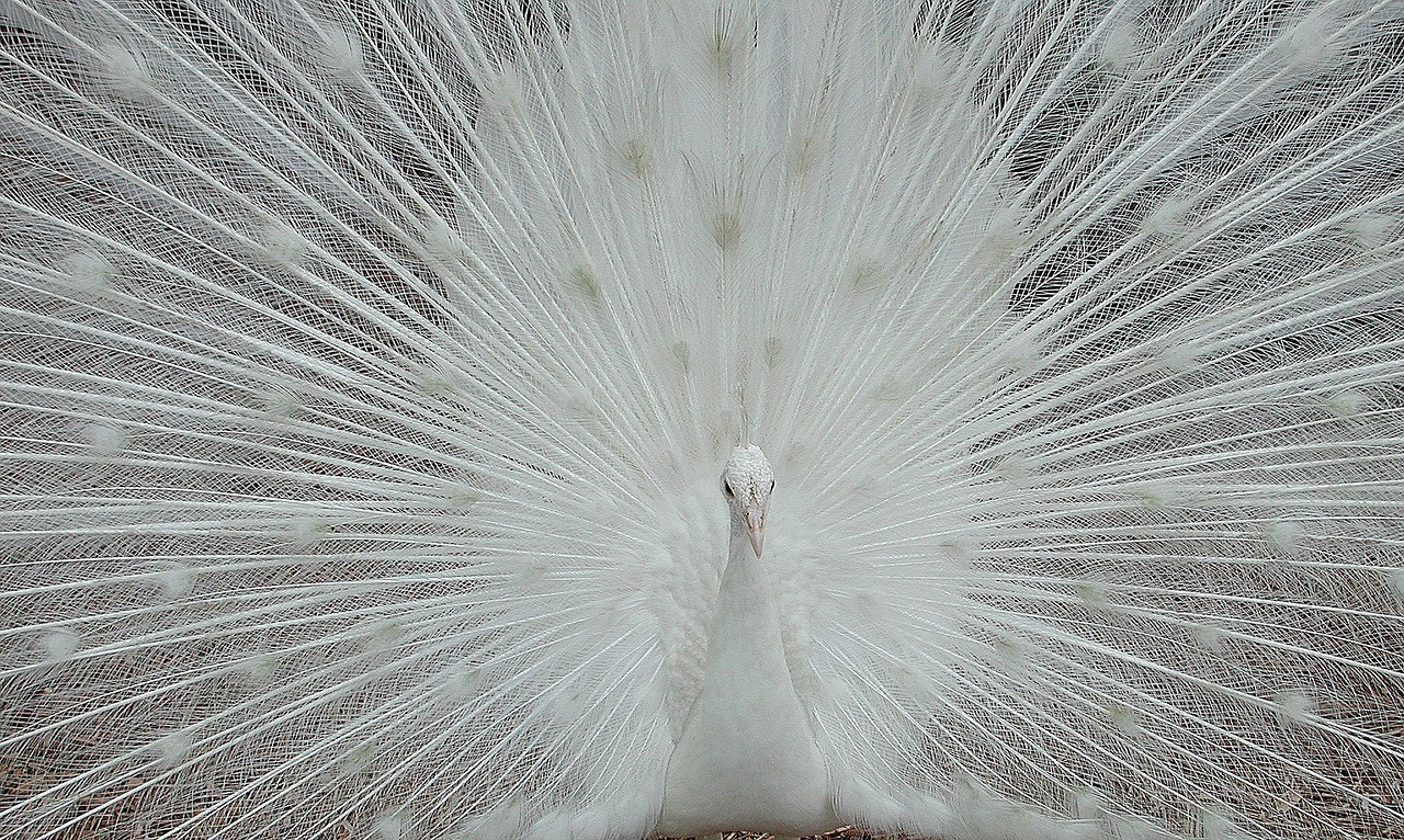 white peacock peafowl free photo