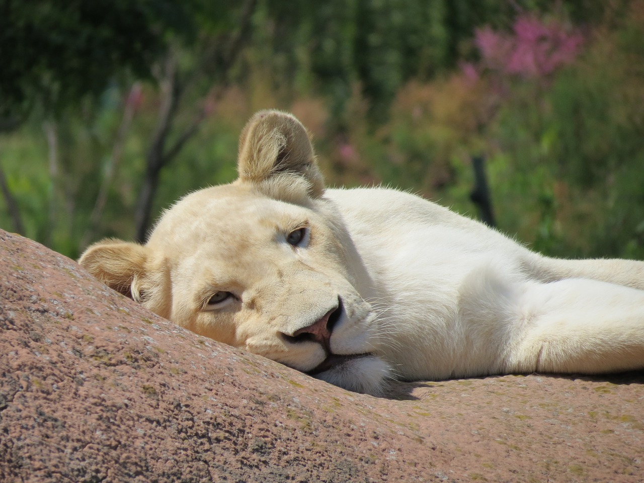 lion white female free photo