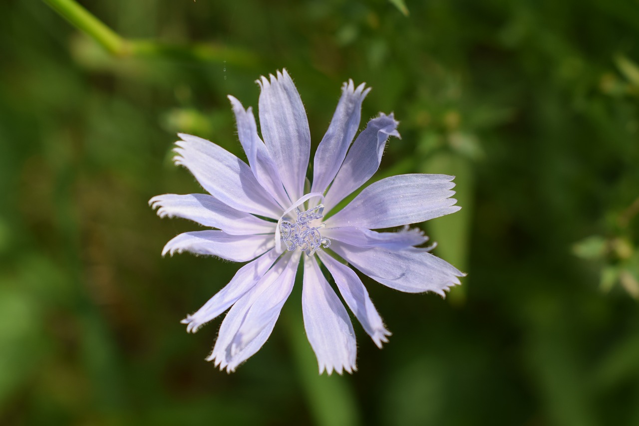 flower white purple free photo