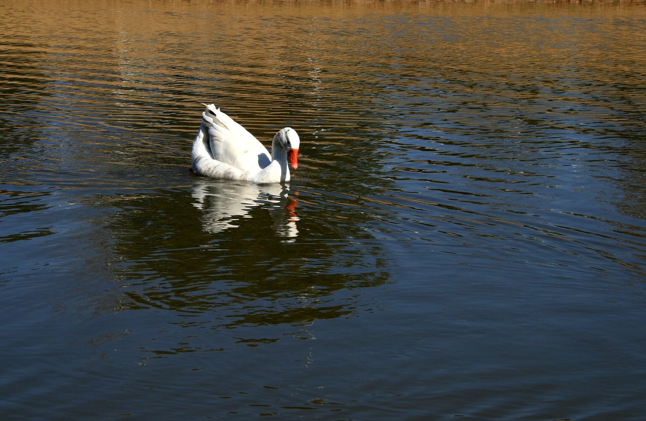 white duck pond free photo