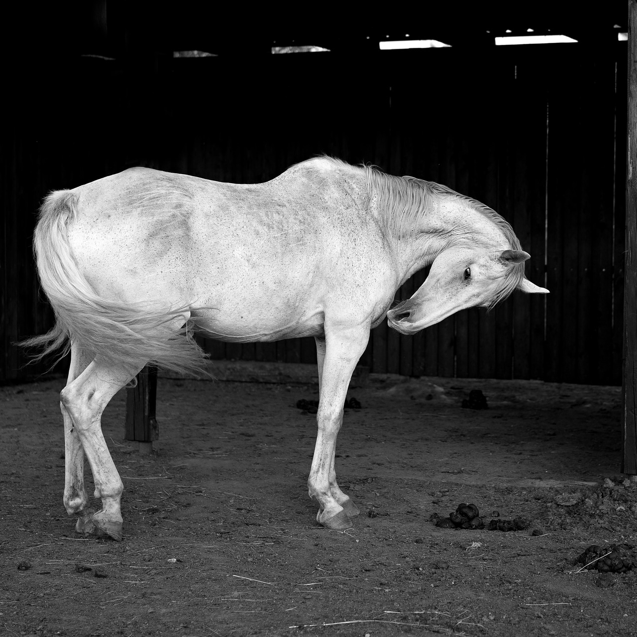 white horse b w photography free photo