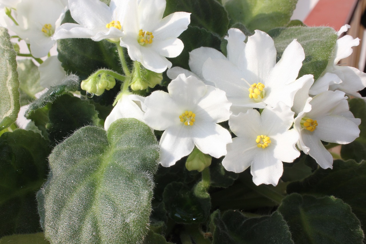 white flower violet free photo