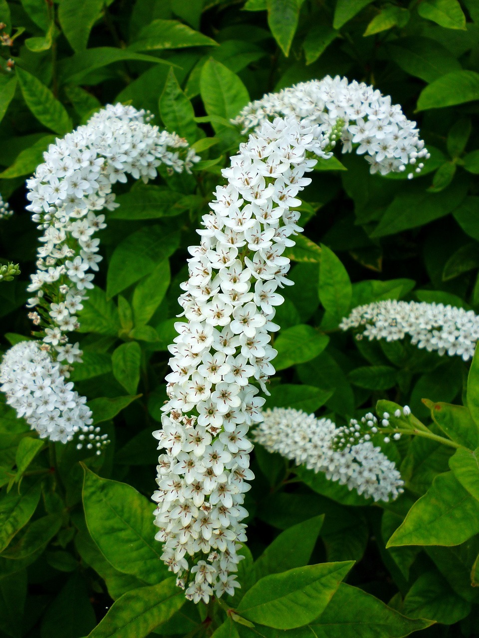 white flower plant free photo