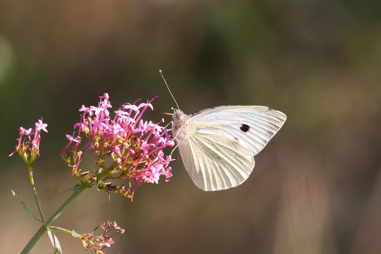 white butterfly insect free photo