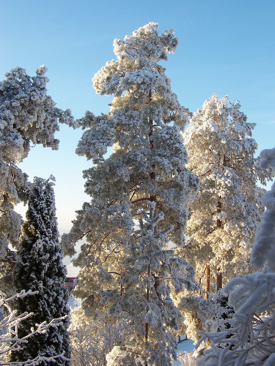 white pine snow free photo