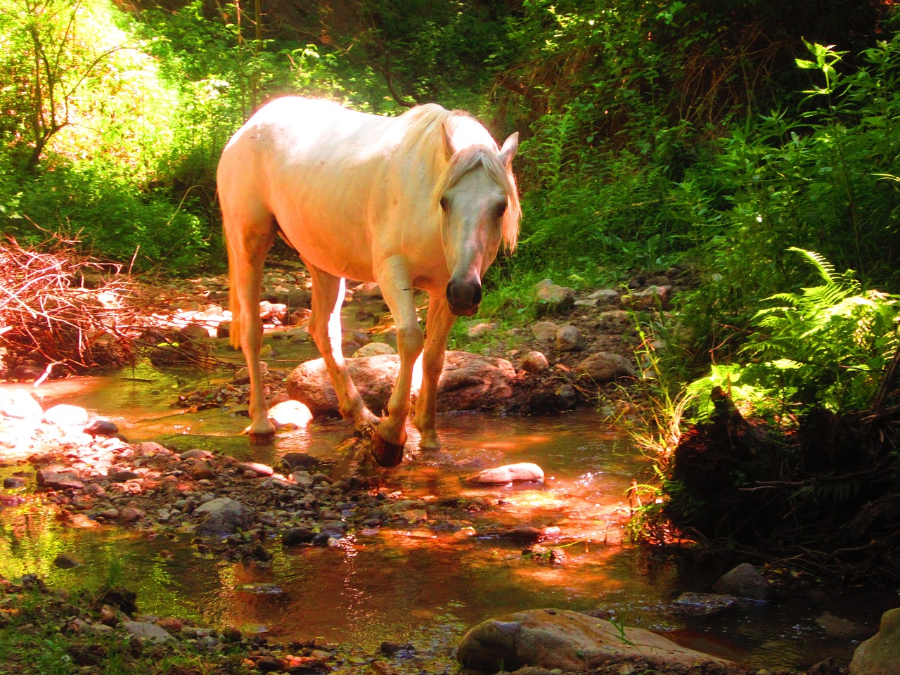 white horse forest free photo