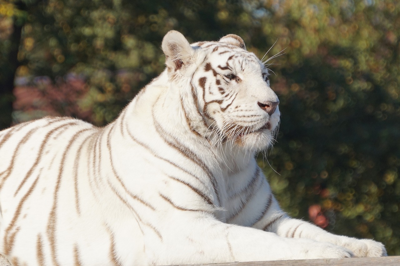 white tiger cat free photo