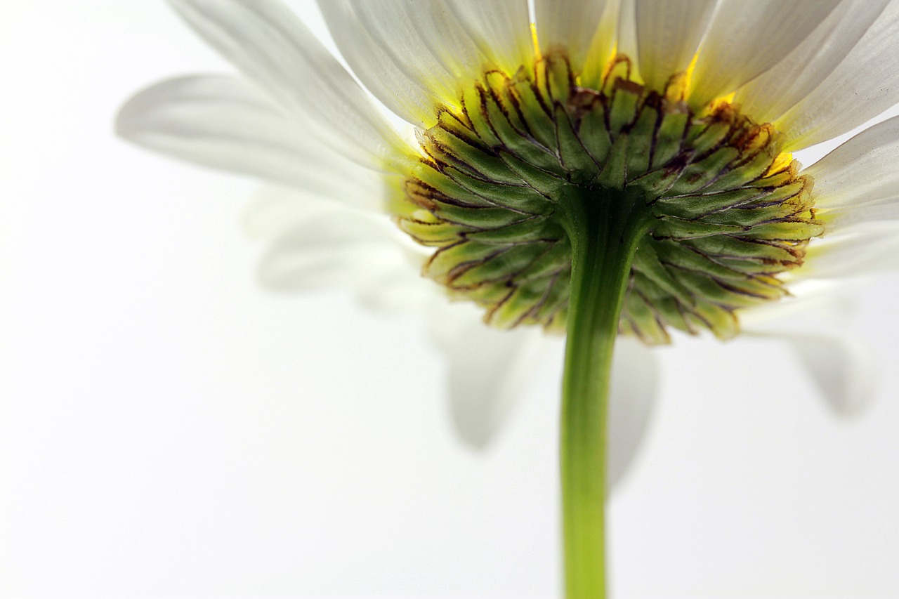 white magerite flower free photo