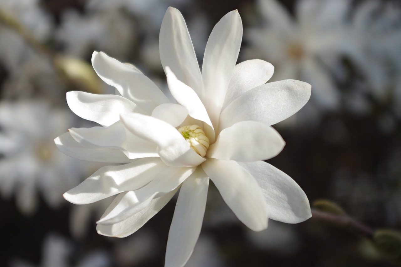 white flower daisy free photo