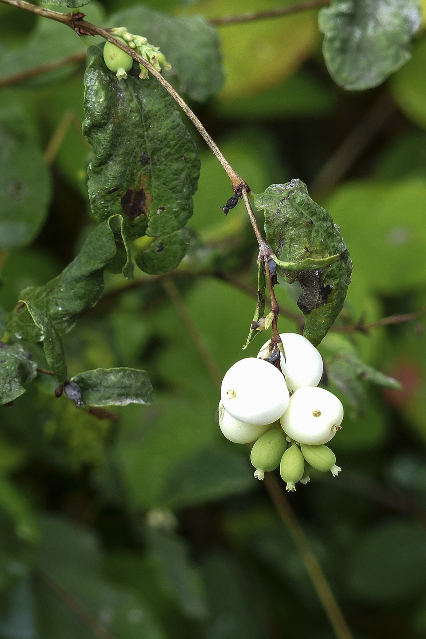 white common snowberry symphoricarpas albus free photo