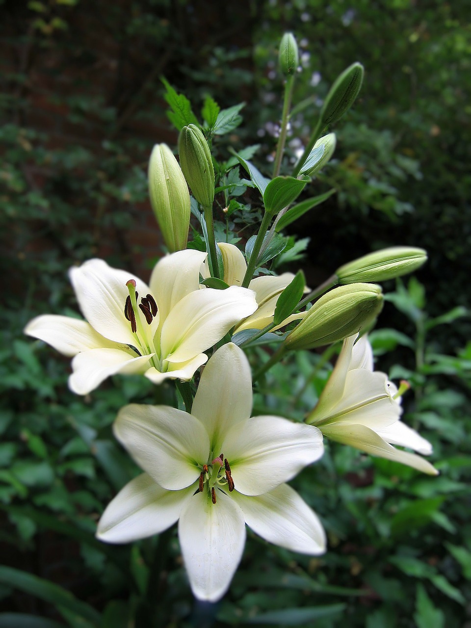 white flower flowering stems free photo