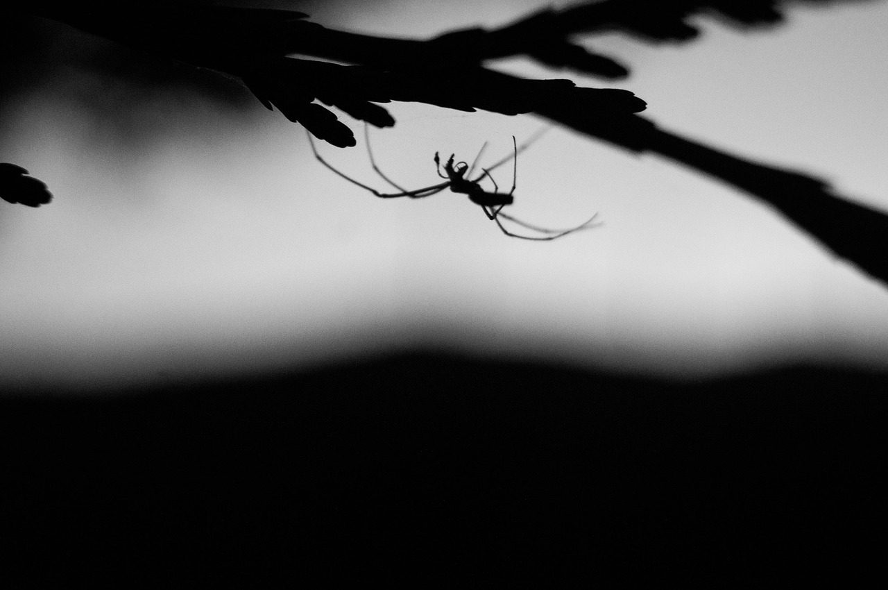 white black spider free photo