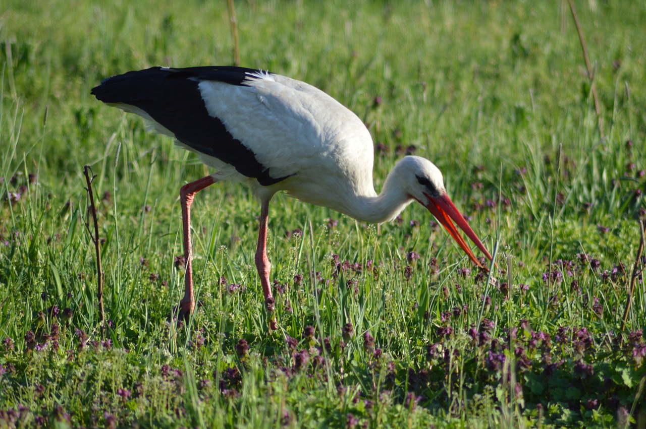 white stork meadow free photo