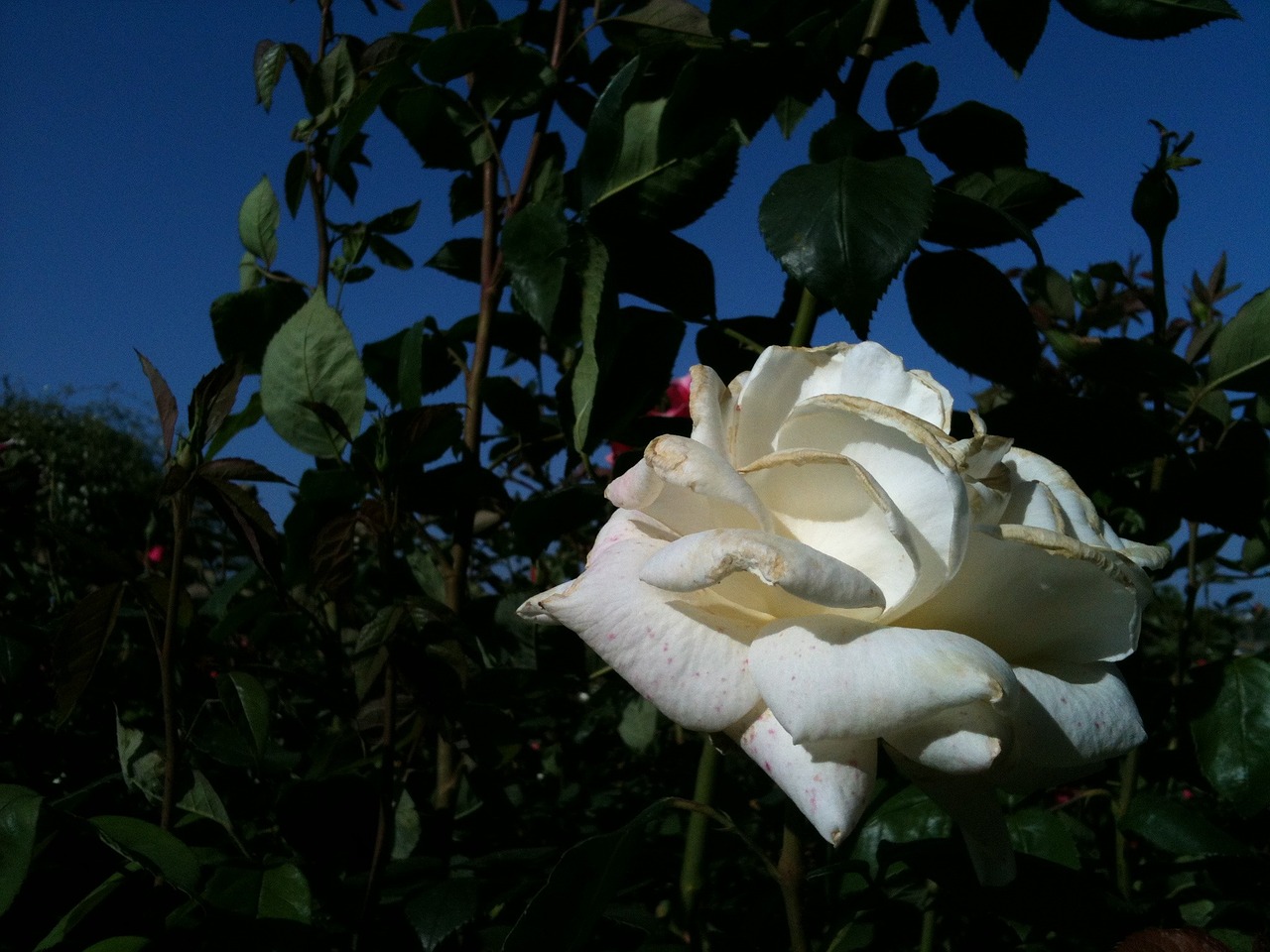 white roses flowers free photo