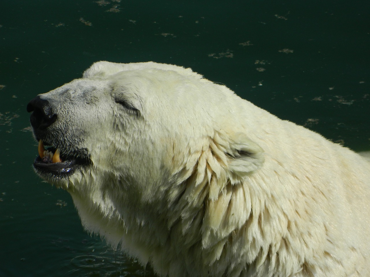 white bear global warming free photo