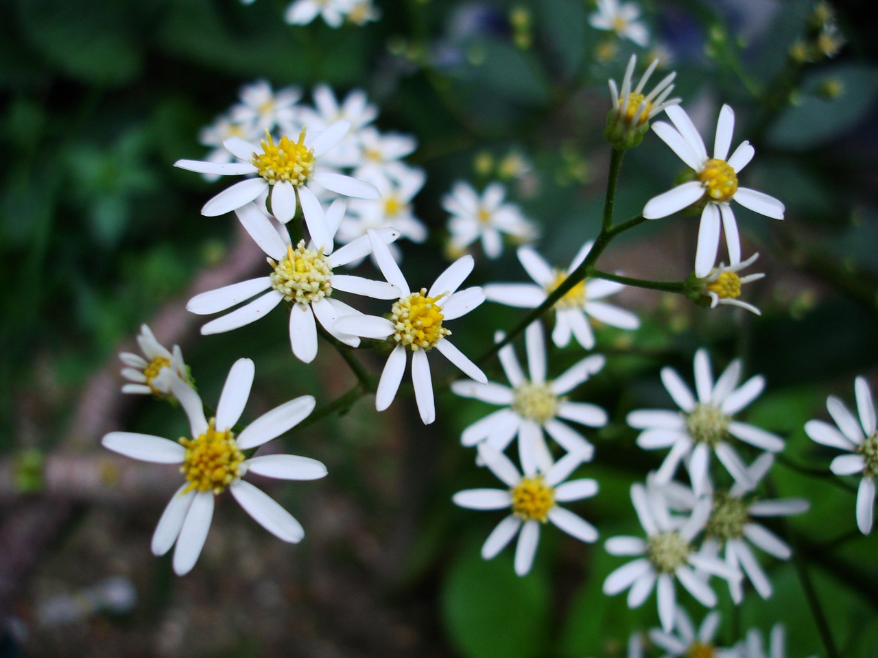 white flowers spring free photo