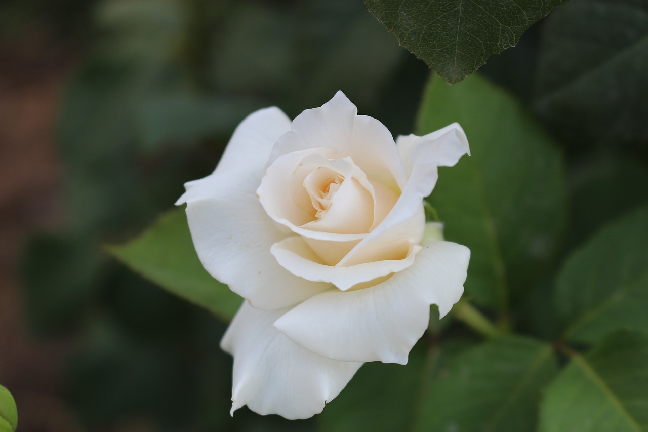 white rose love free photo