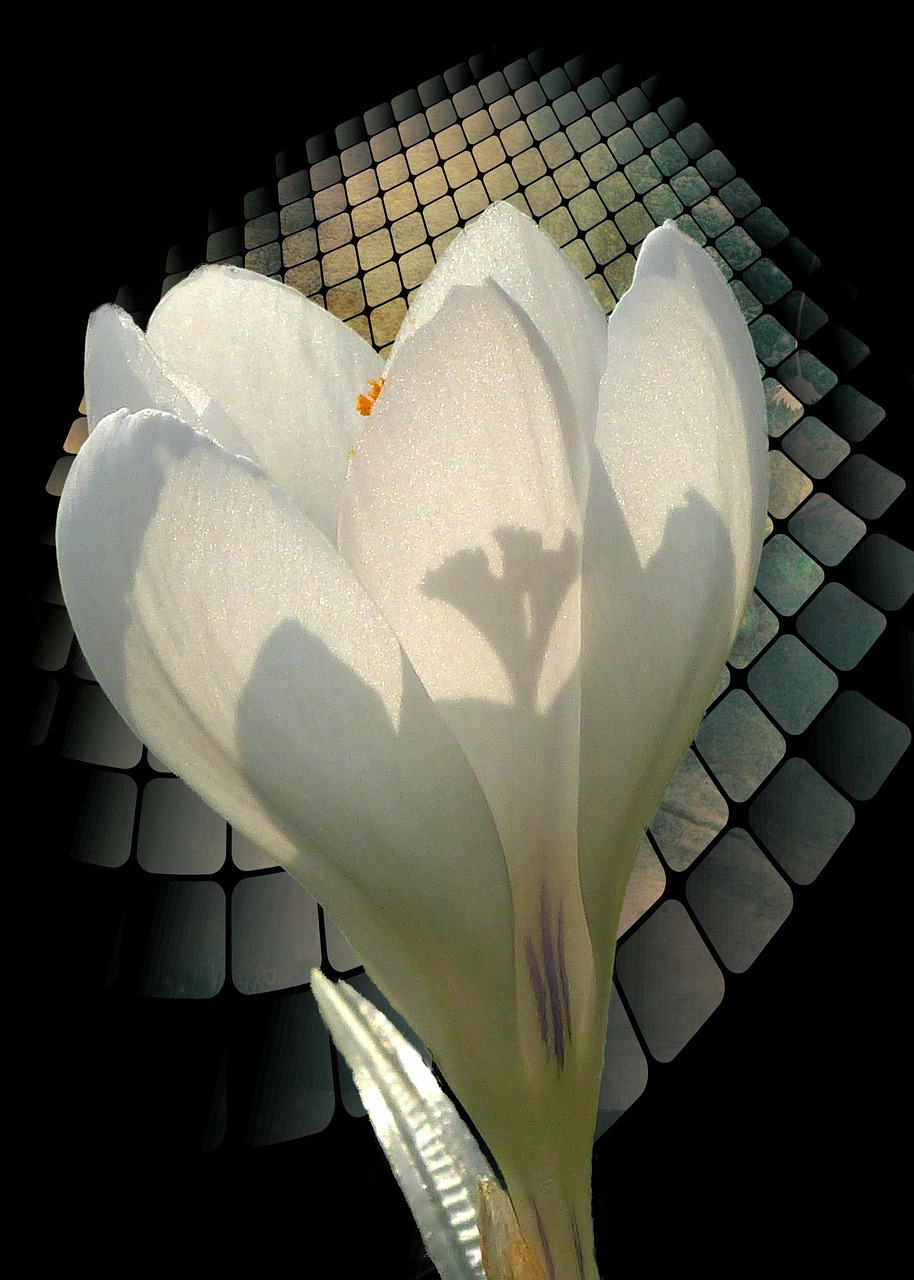white crocus spring free photo