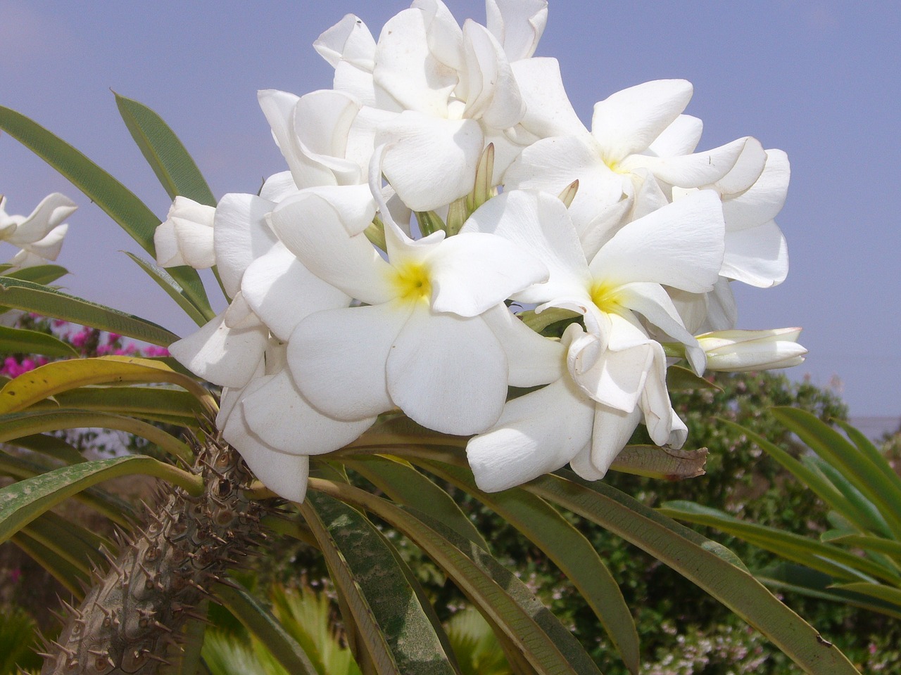 white flower pachypodium free photo