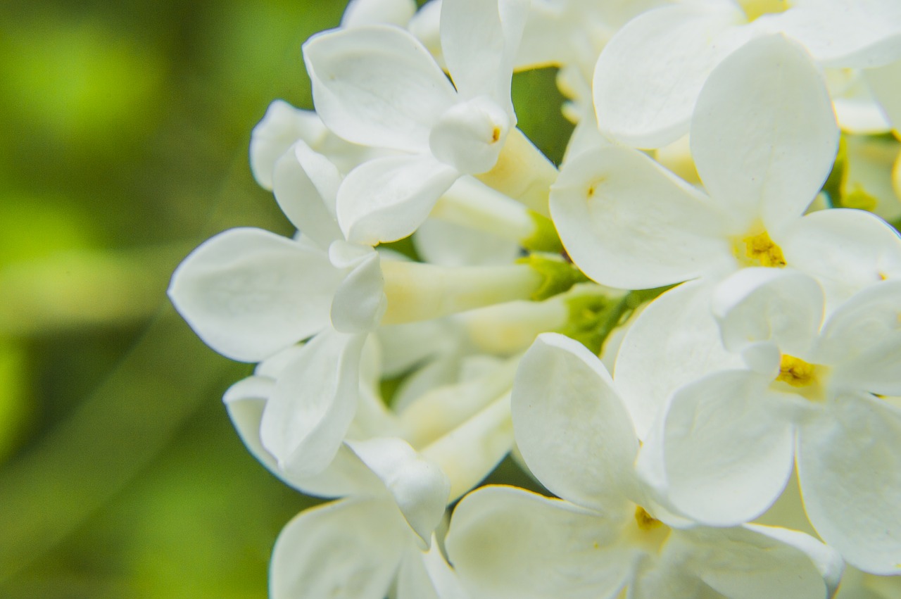 white flower nature free photo