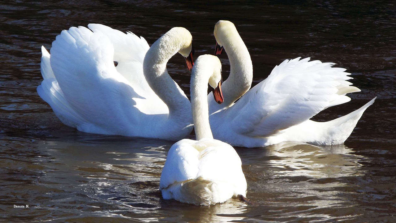 white swans mature free photo