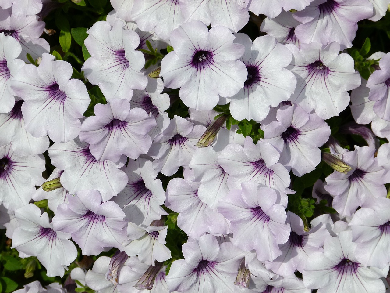 white purple petunia free photo