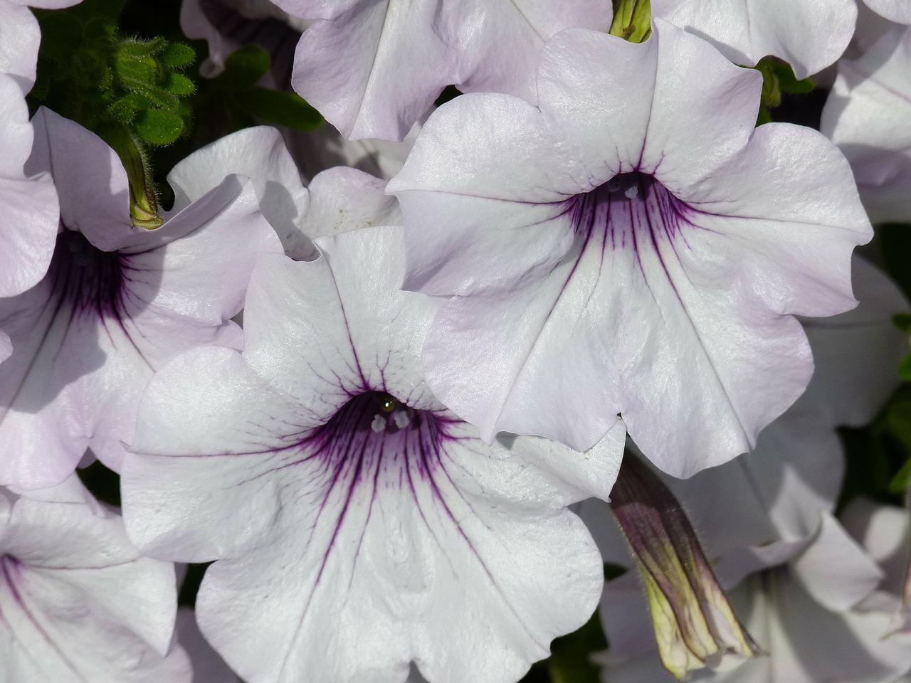 white purple petunia free photo