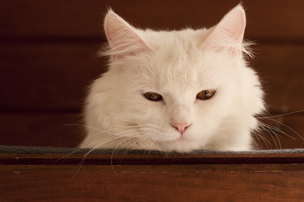 white cat cute free photo