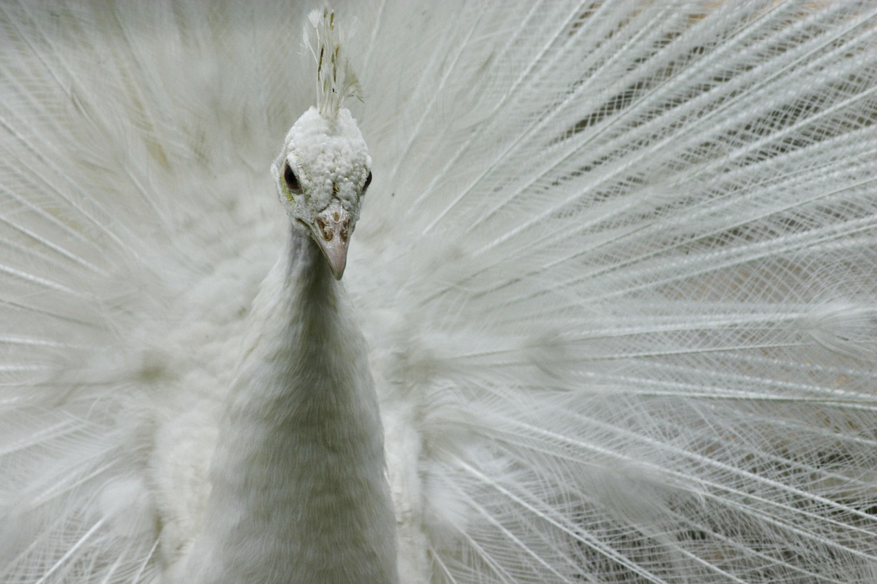 Download Free Photo Of White Peacock Animal Bird Nature From Needpix Com