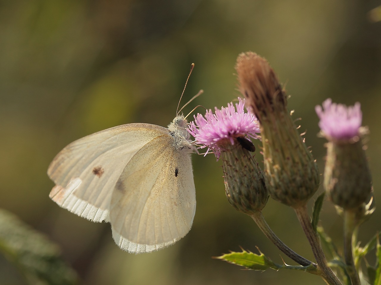 white butterfly insect free photo