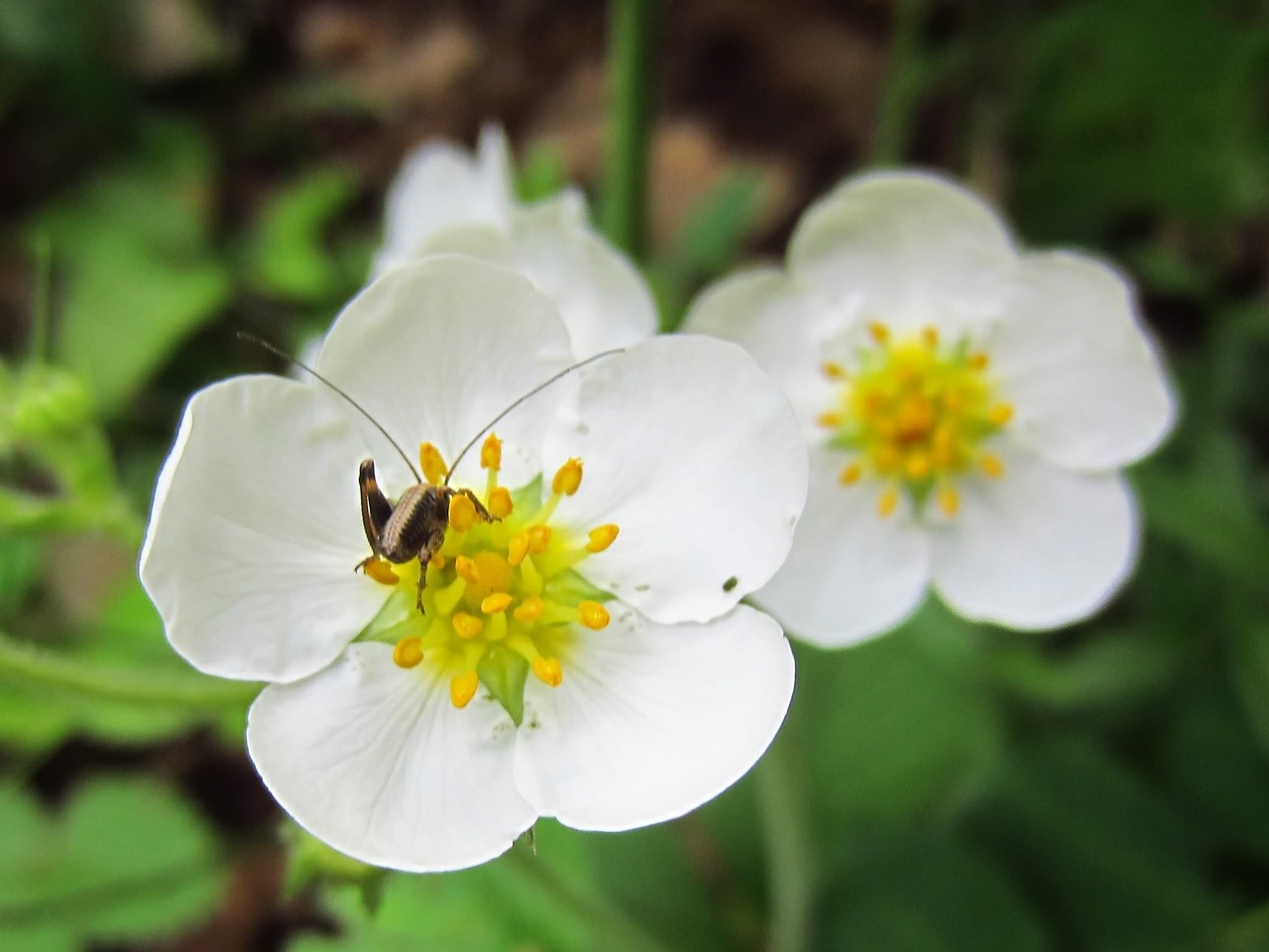 white flower insect free photo