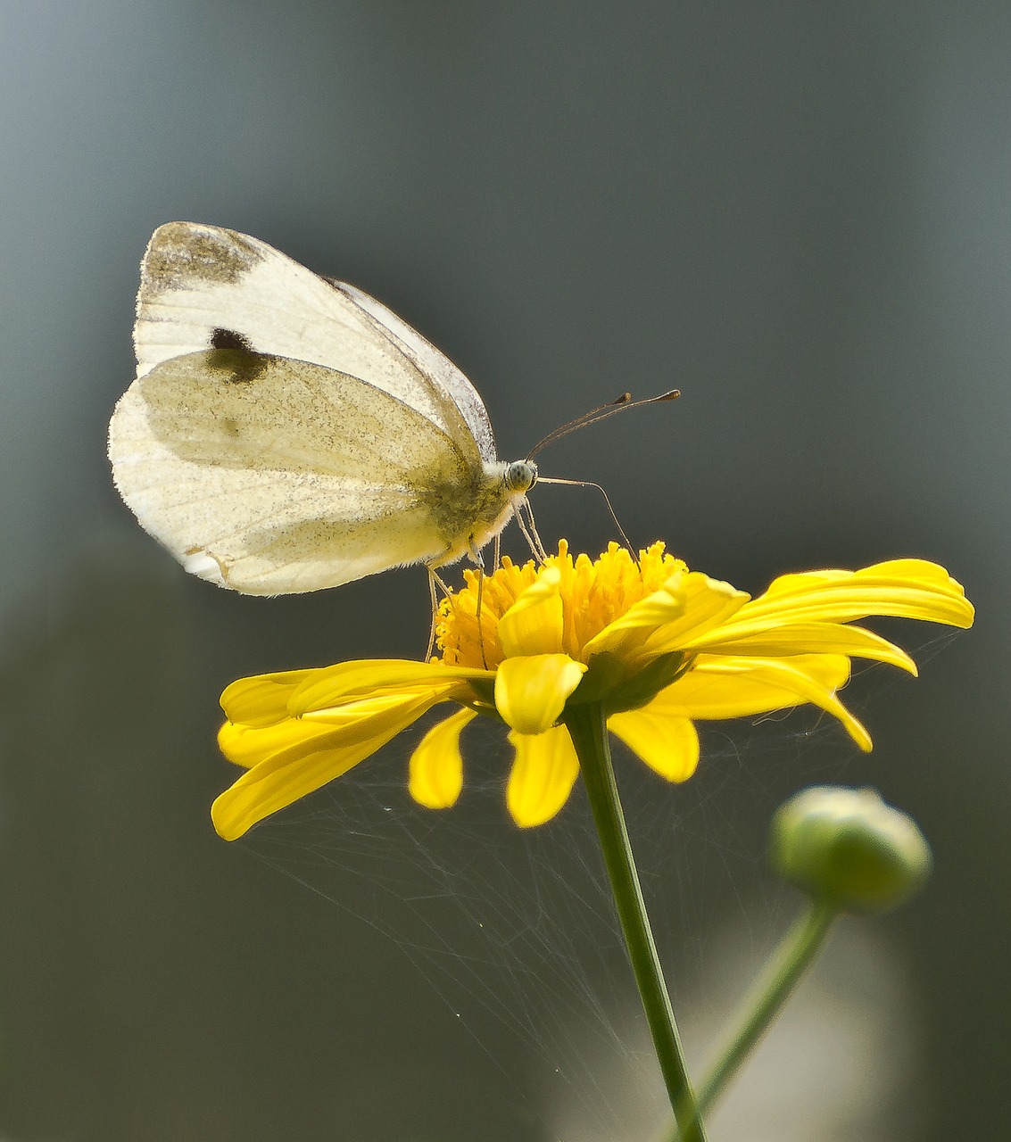 white white ling butterflies free photo