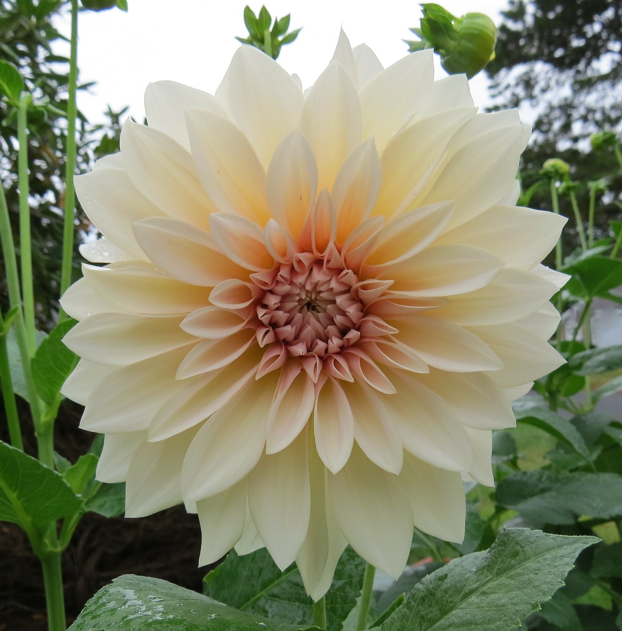 white dahlia flowers free photo