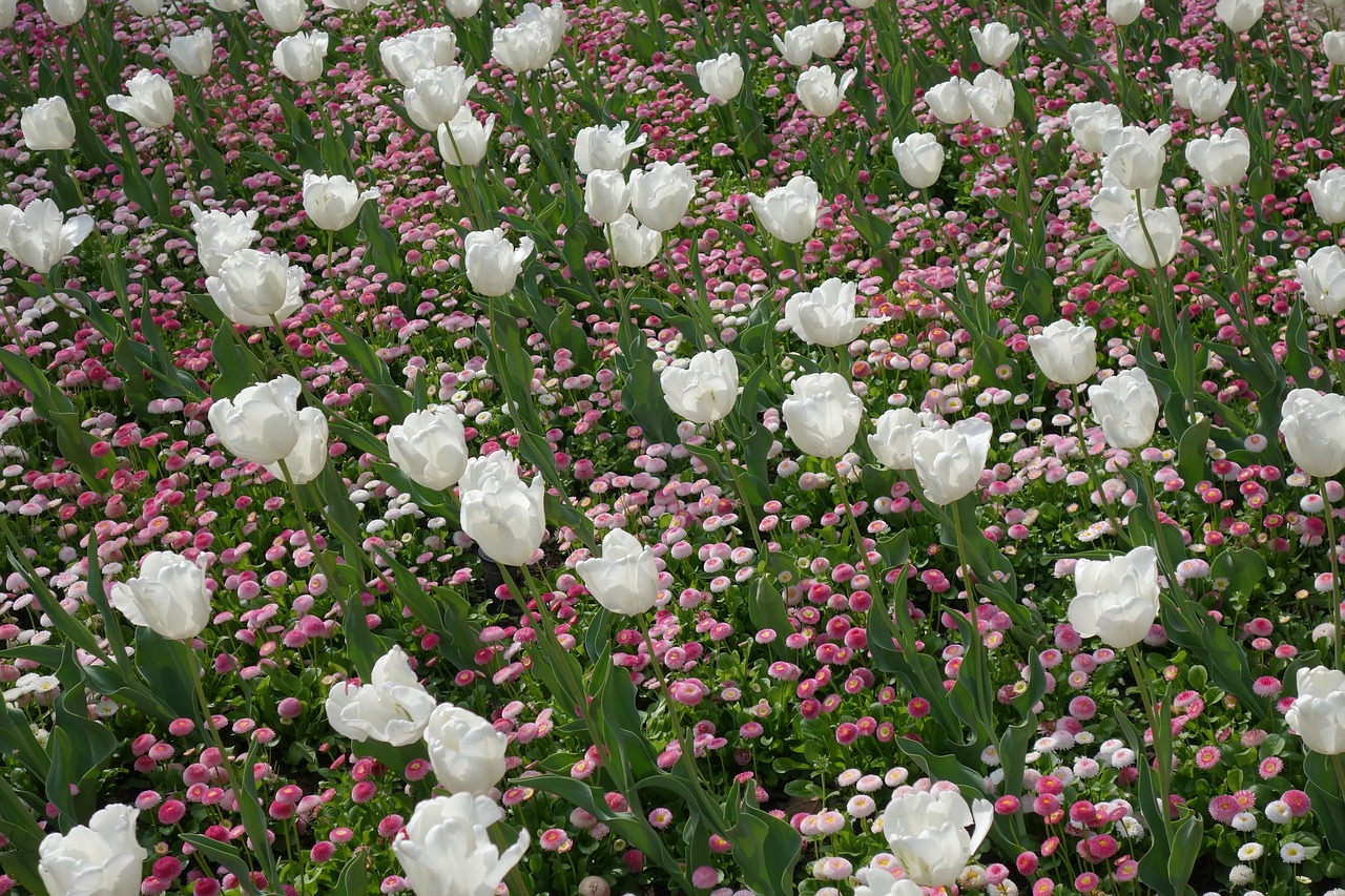 white tulips spring free photo