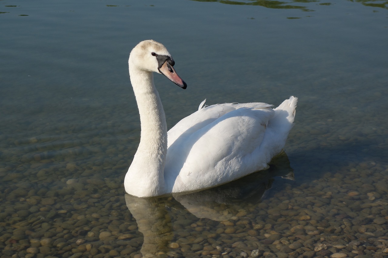 white swan elegance free photo