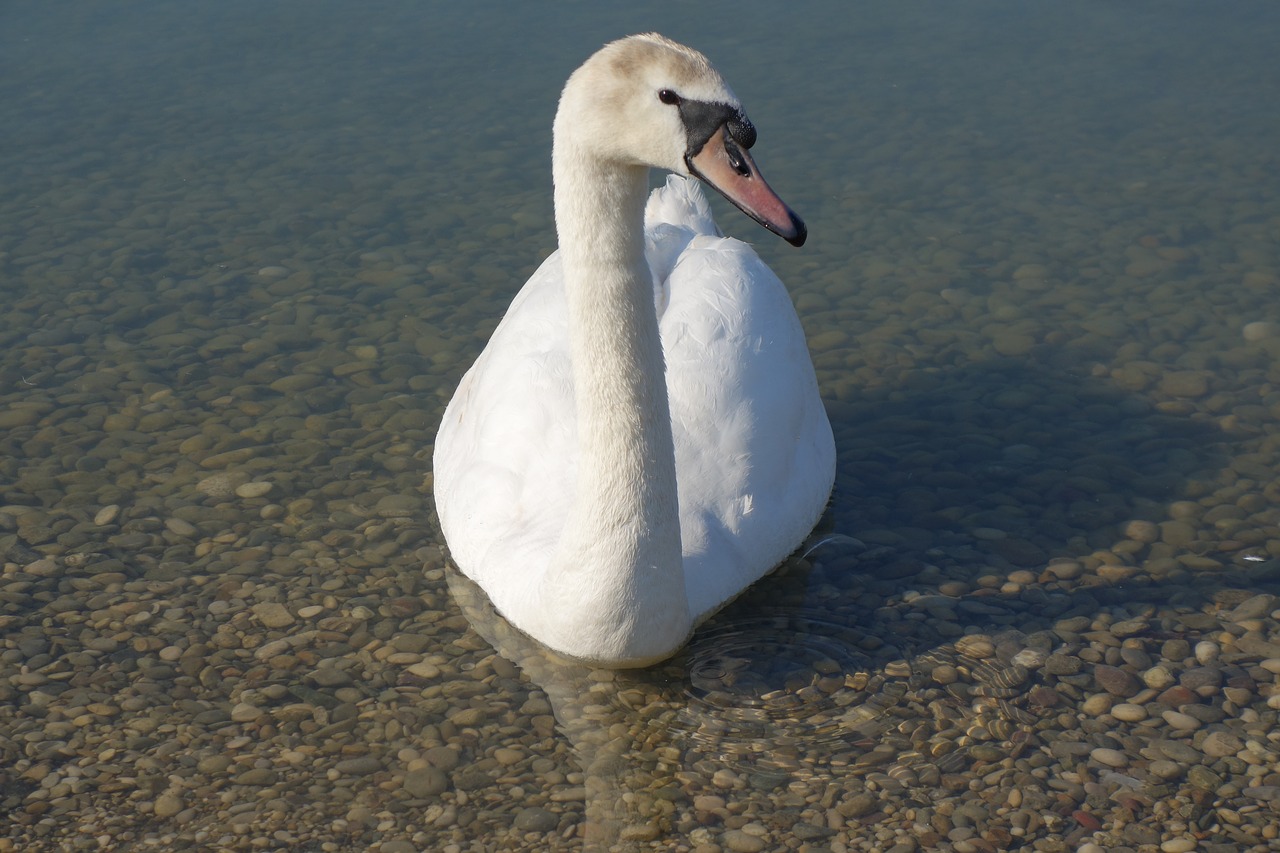 white swan swimming free photo