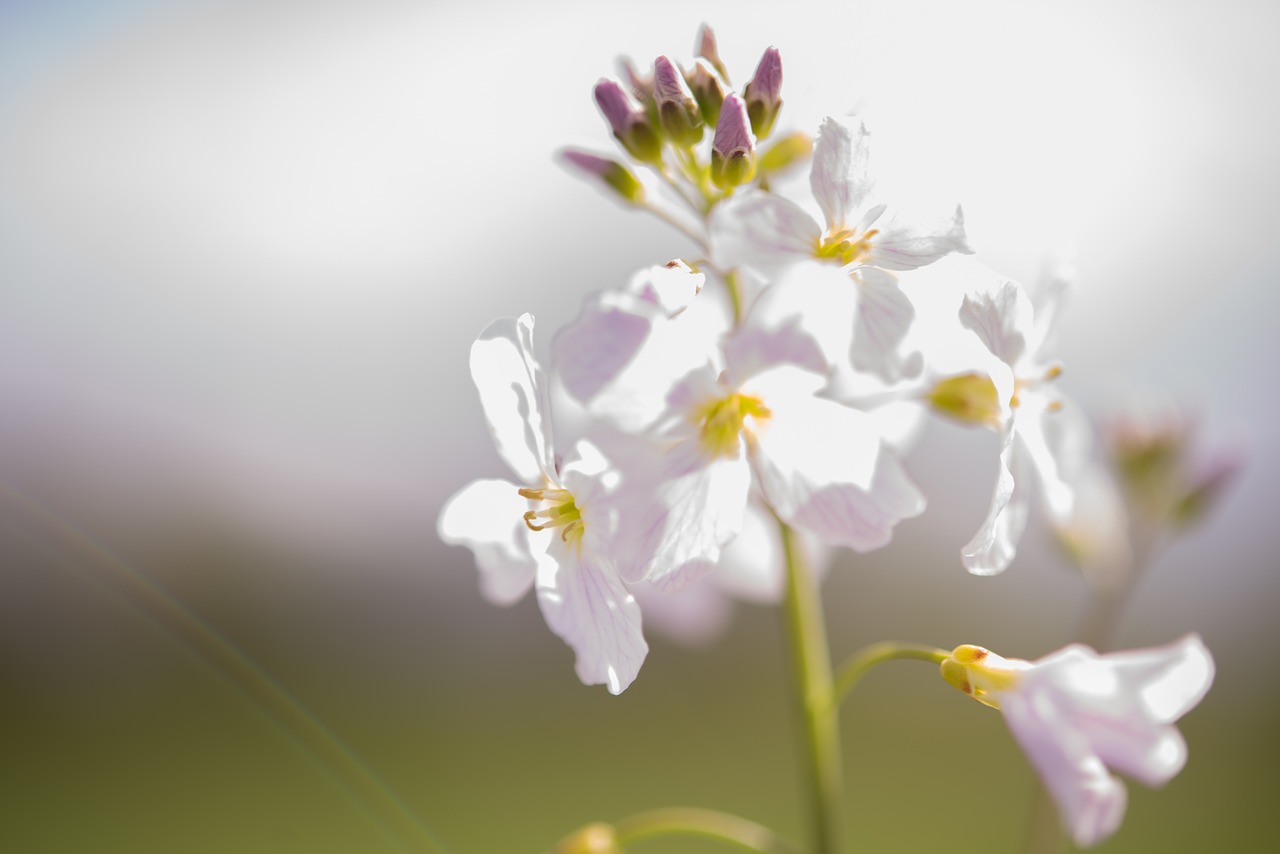 white flower blossom free photo