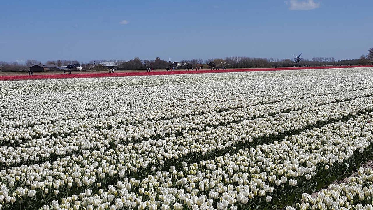 white tulip flowerbulbs free photo