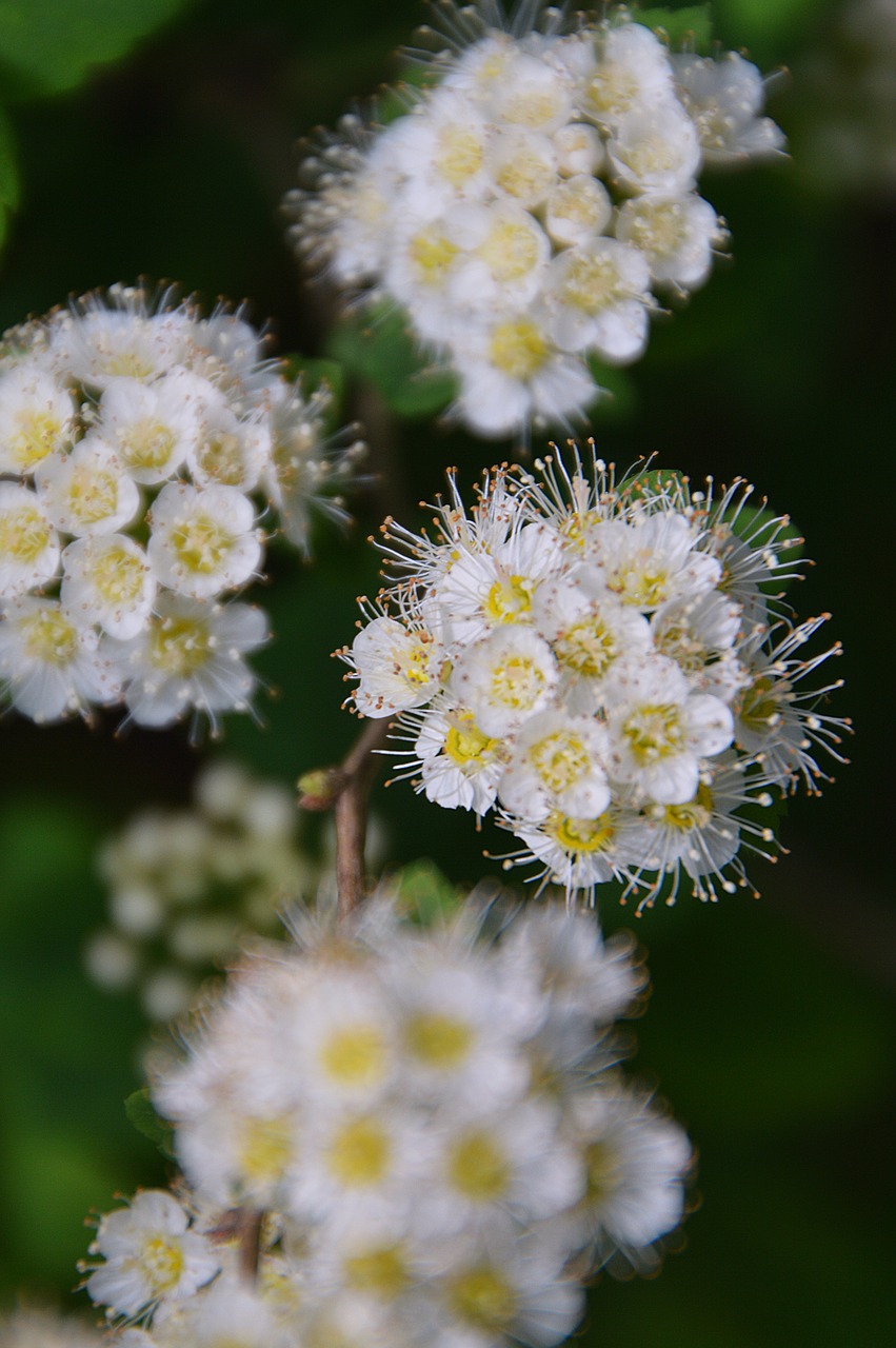 white flower bloom free photo